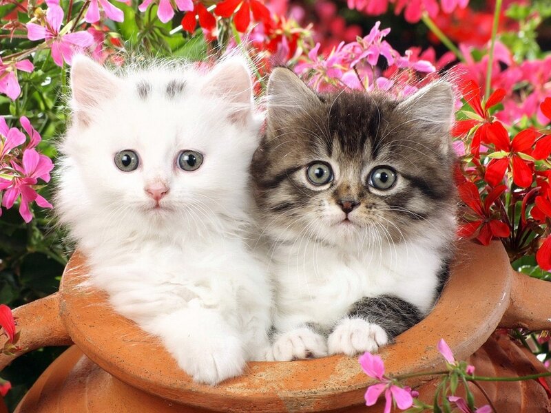 Two Kittens in Flower Pot