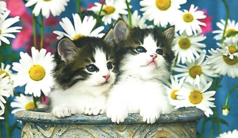 Two Kittens in Flowerpot