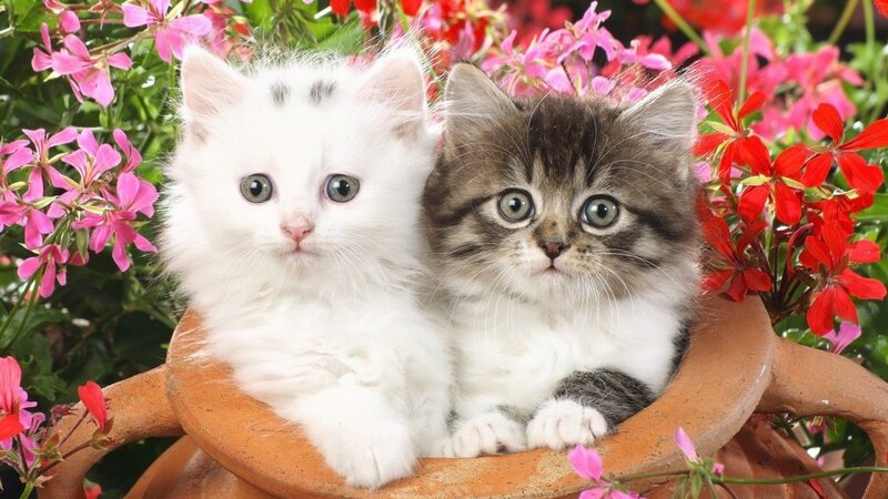 Two Kittens in Flowerpot — White