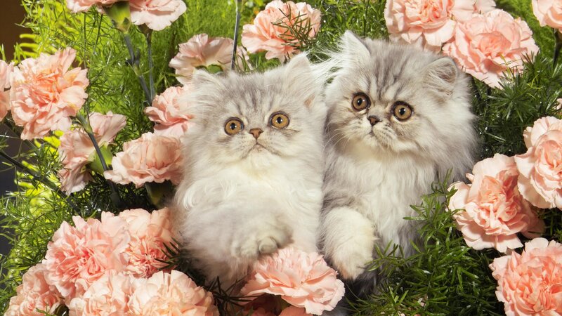 Two kittens in flowers