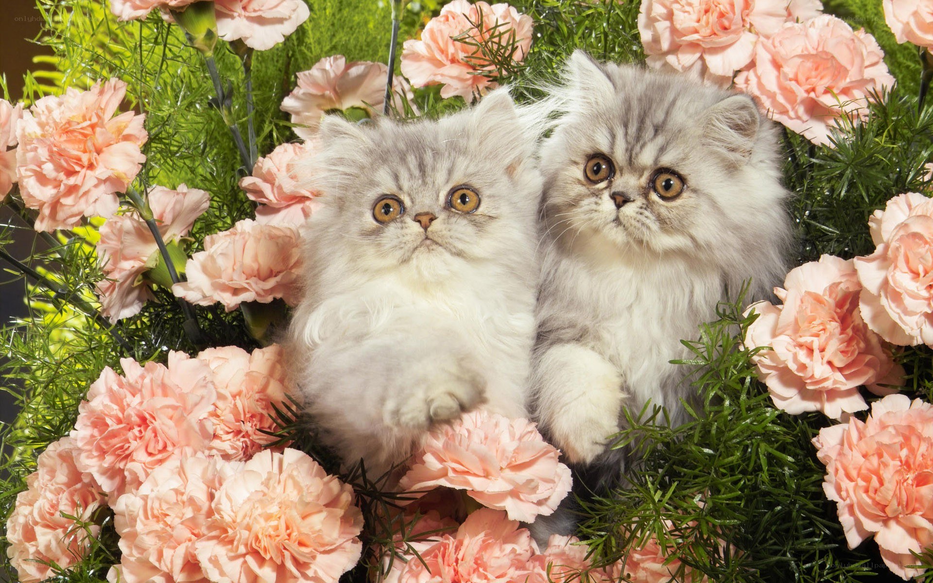 Two kittens in flowers