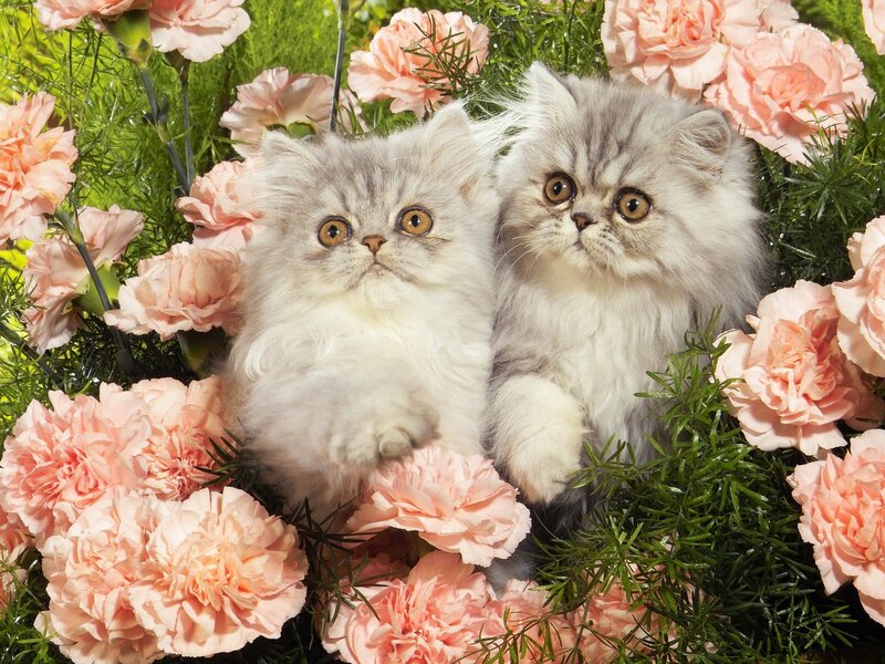 Two kittens in flowers