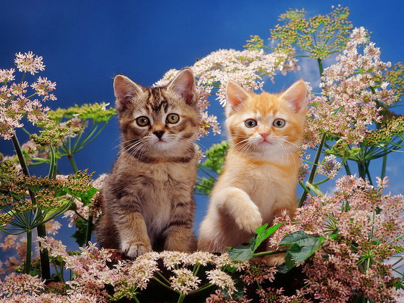 Two Kittens in Flowers — Blue