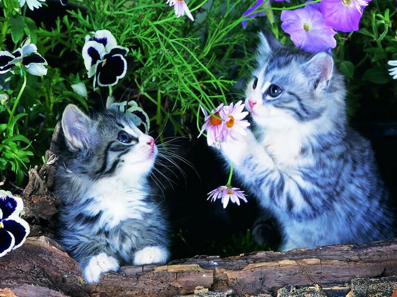 Two Kittens in Flowers — Gray