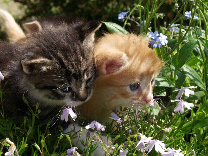 Two Kittens in Flowers — Green, Calm
