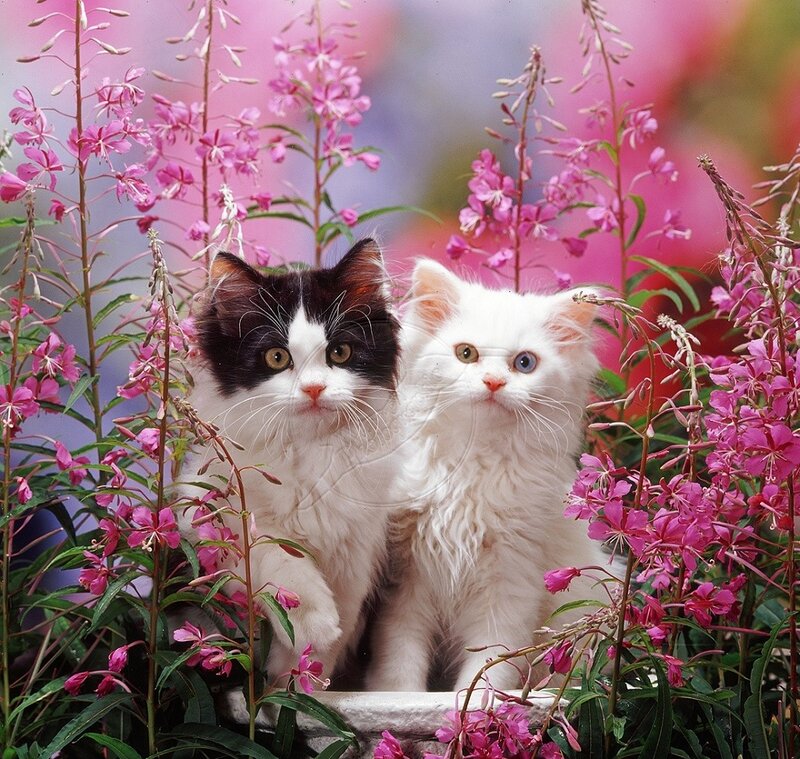 Two Kittens in Flowers — Pink, Calm, Spring