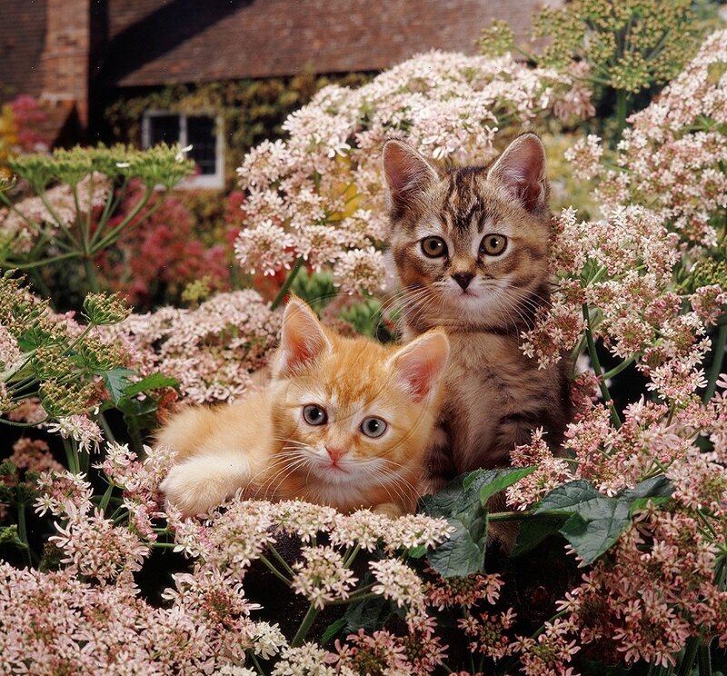 Two Kittens in Flowers — Pink, Calm