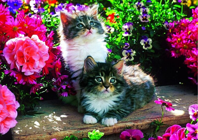 Two Kittens in Flowers — Pink, Serene, Afternoon