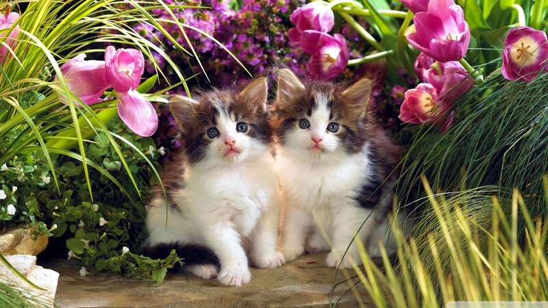 Two Kittens in Flowers — Pink, Serene, Spring, Photograph, Grass, Stone