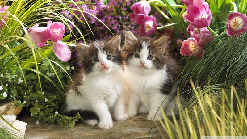Two Kittens in Flowers — Pink, Serene, Spring, Photograph, Grass