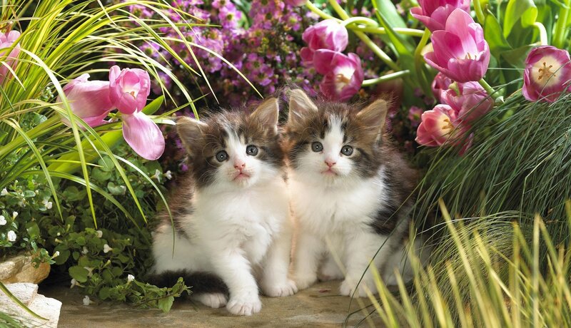 Two Kittens in Flowers — Pink, Serene, Spring, Photograph