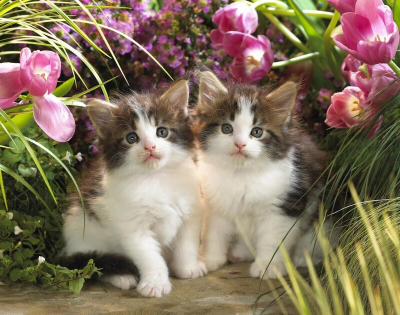 Two Kittens in Flowers — Pink, Serene, Spring