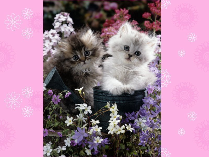 Two Kittens in Flowers — Pink