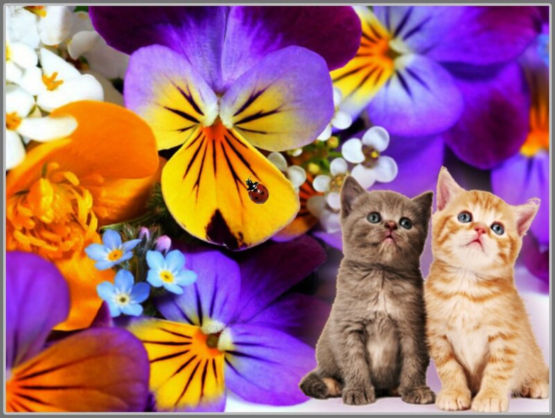 Two Kittens in Flowers — Purple