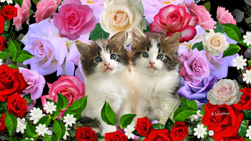 Two Kittens in Flowers — Red