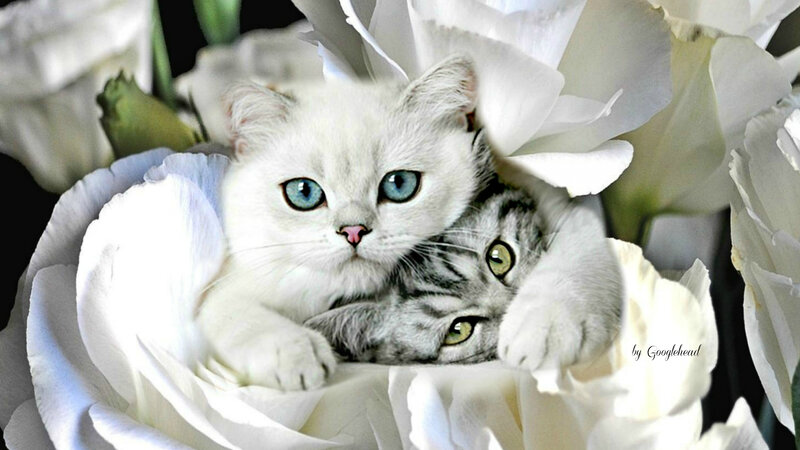 Two Kittens in Flowers — White, Calm, Photograph, Petals