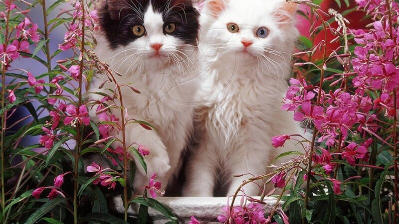 Two Kittens in Flowers — White, Calm, Photograph, Plants