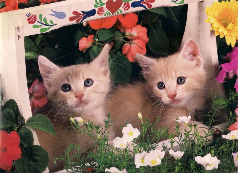 Two Kittens in Flowers — White, Calm, Photograph