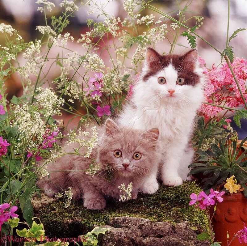 Two Kittens in Flowers — White, Calm, Spring, Photograph, Moss, Pots