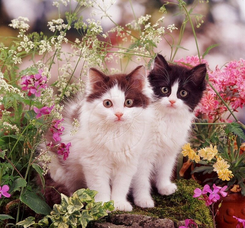 Two Kittens in Flowers — White, Calm, Spring, Photograph, Moss