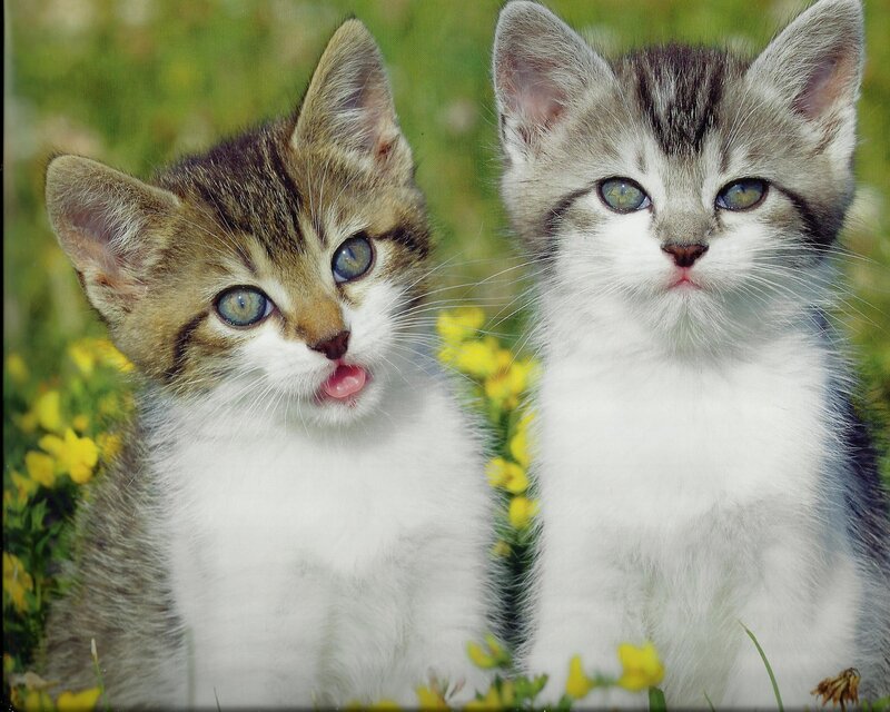 Two Kittens in Flowers — White, Calm, Spring, Photograph