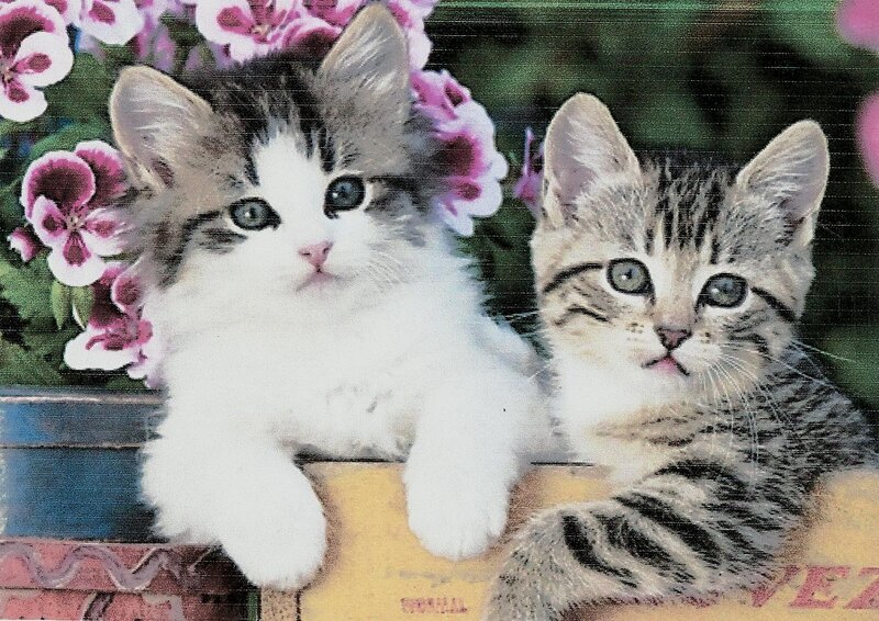 Two Kittens in Flowers — White, Calm, Spring