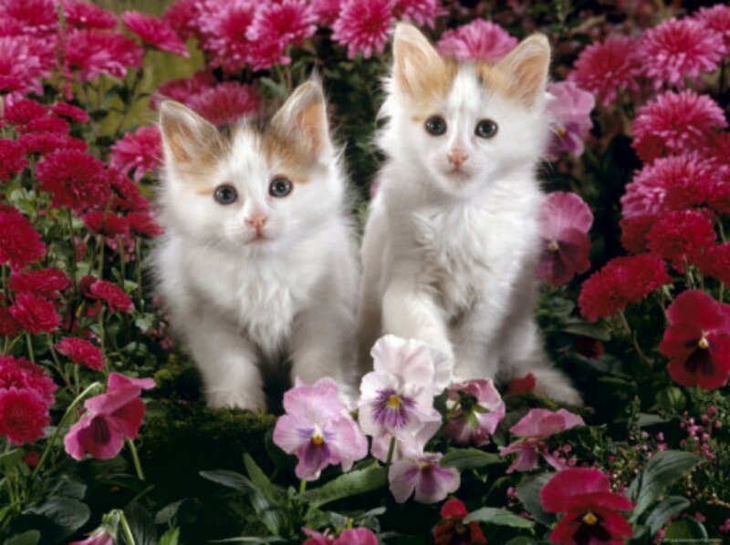 Two Kittens in Flowers — White, Calm