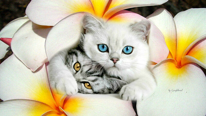 Two Kittens in Flowers — White, Serene, Photograph