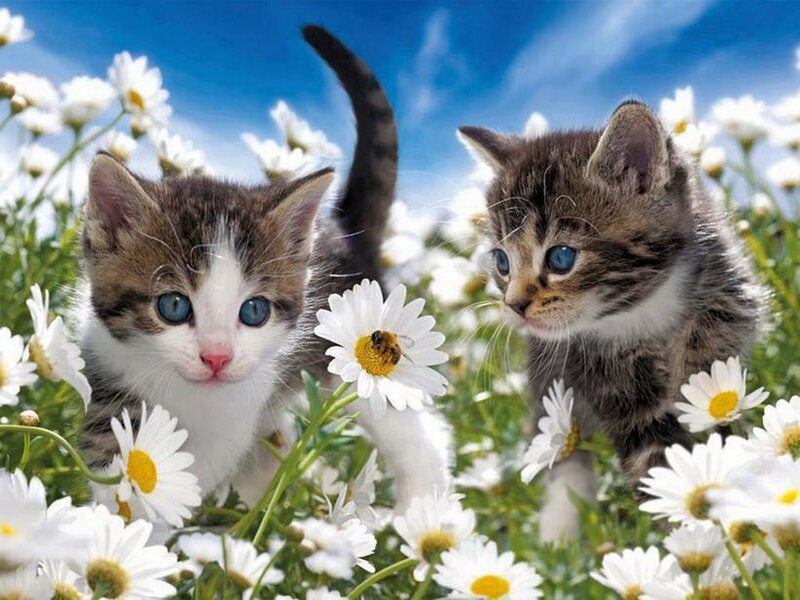 Two Kittens in Flowers — White, Serene, Spring, Photograph
