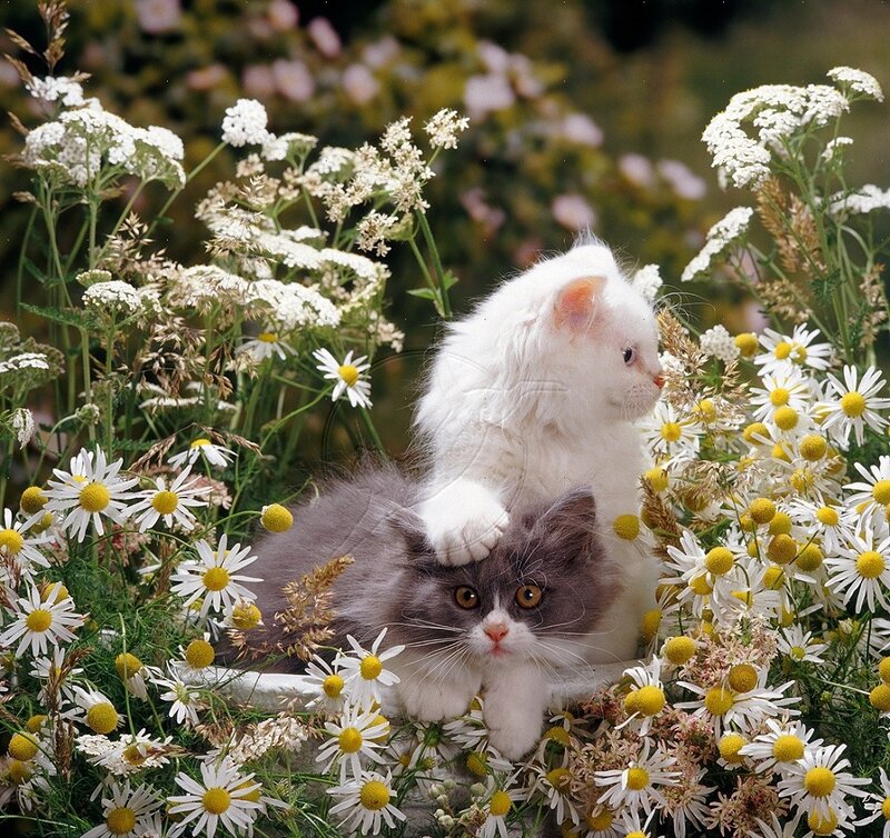 Two Kittens in Flowers — White, Serene, Summer
