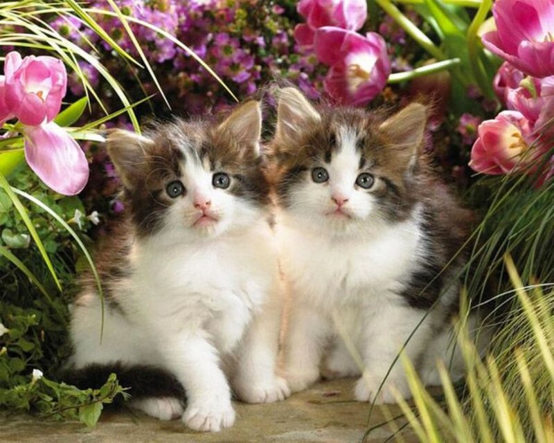Two Kittens in Flowers — White, Serene