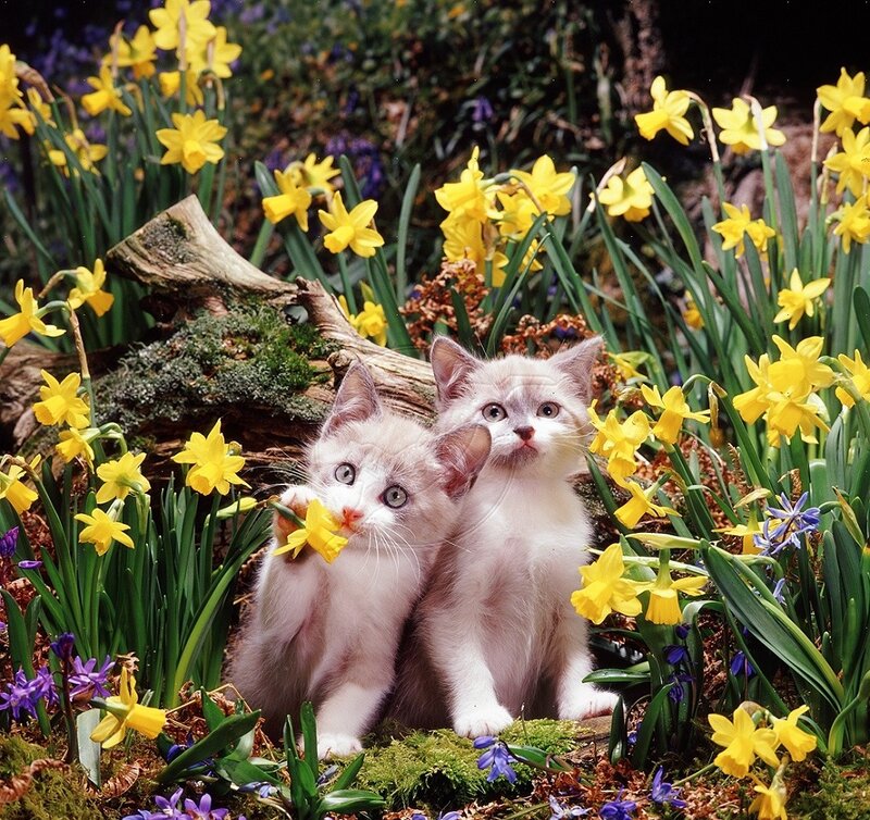 Two Kittens in Flowers — Yellow, Calm