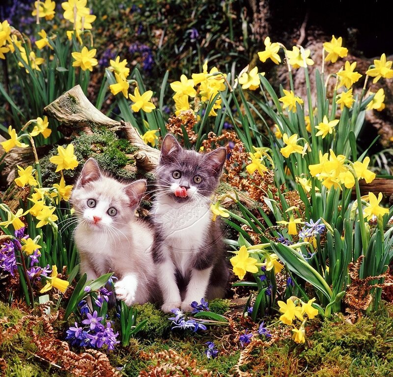 Two Kittens in Flowers — Yellow, Serene, Spring, Photograph