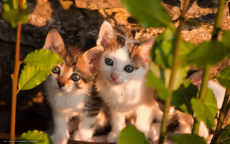 Two Kittens in Foliage — Green, Calm, Sunset
