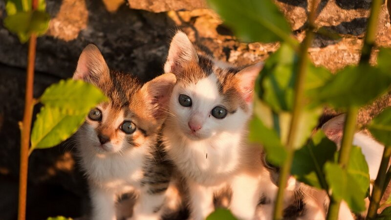 Two Kittens in Foliage — Green, Calm