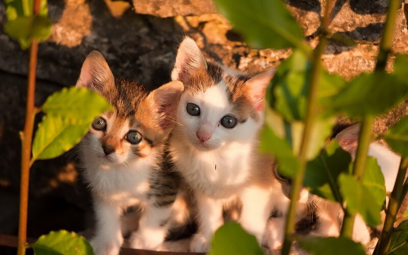 Two Kittens in Foliage — Green, Curious