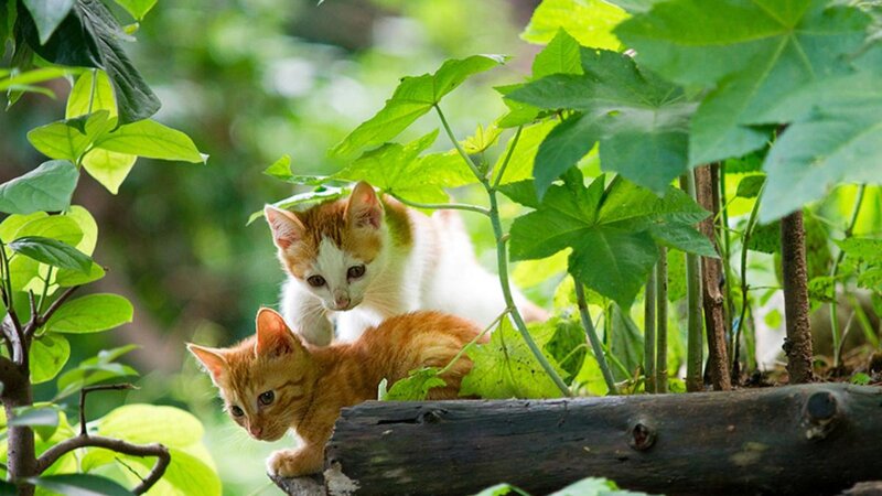 Two Kittens in Foliage — Green, Natural