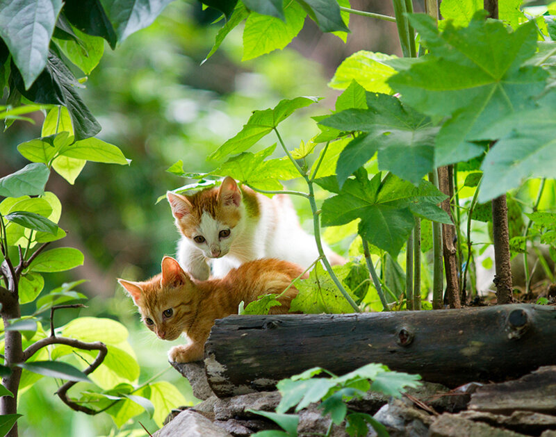 Two Kittens in Foliage — Green