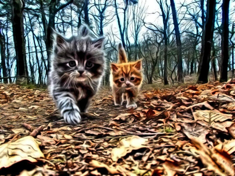 Two Kittens in Forest — Brown