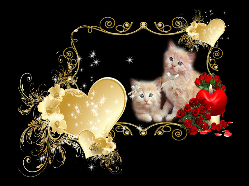 Two Kittens in Frame
