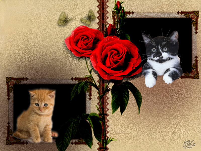 Two Kittens in Frames