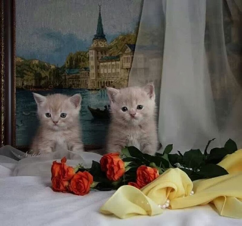 Two Kittens in Front of Painting