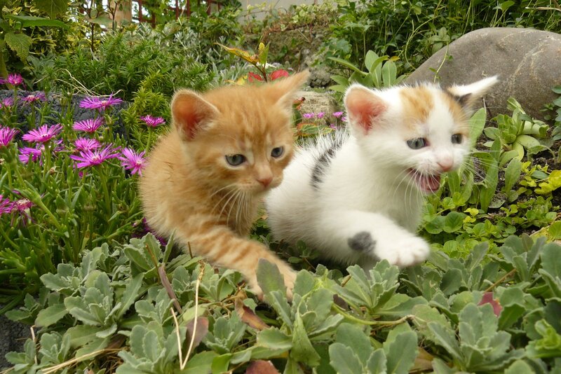 Two Kittens in Garden — Green, Playful