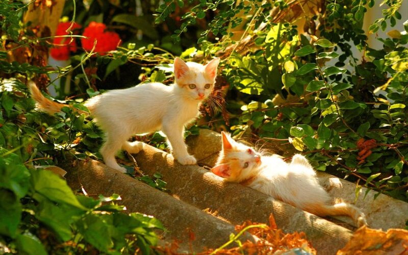 Two Kittens in Garden — Green, Serene, Afternoon