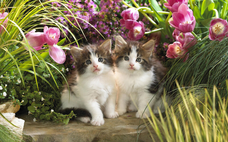 Two Kittens in Garden — Photograph