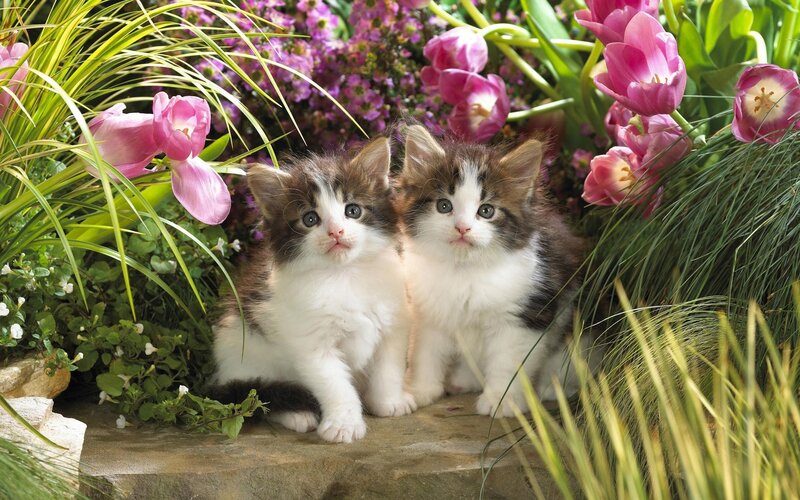 Two Kittens in Garden — Pink, Serene, Spring, Photograph, Flowers, Grass