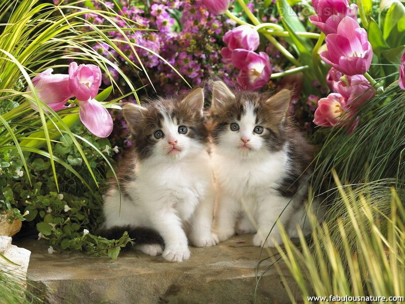 Two Kittens in Garden — Pink, Serene, Spring, Photograph