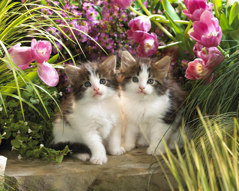 Two Kittens in Garden — Pink, Serene, Spring
