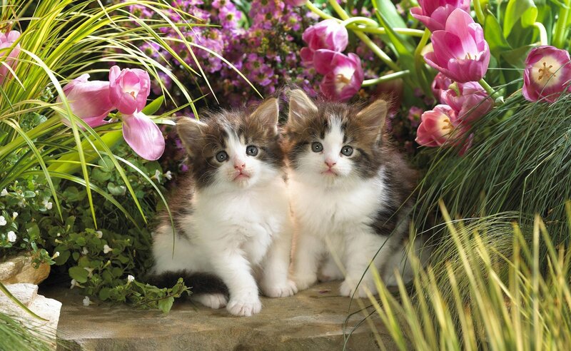 Two Kittens in Garden — Pink