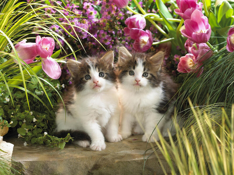 Two Kittens in Garden